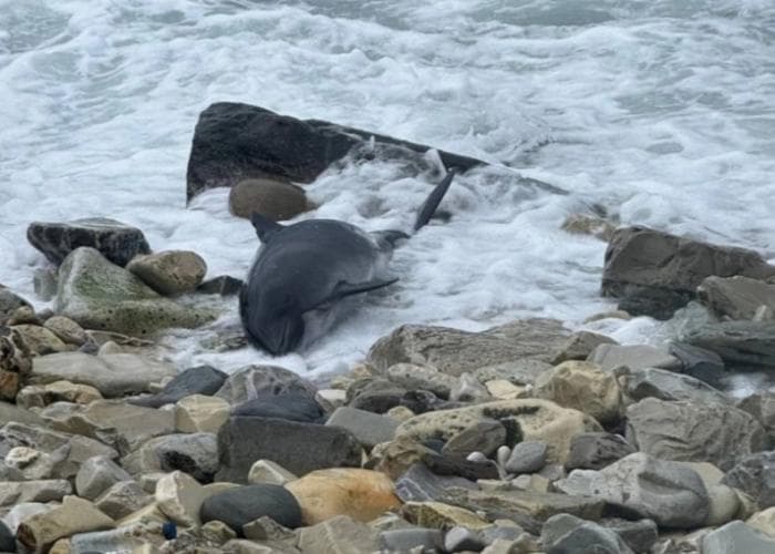 Трагедия на побережье: 10 дельфинов погибли из-за разлива мазута в Краснодарском крае