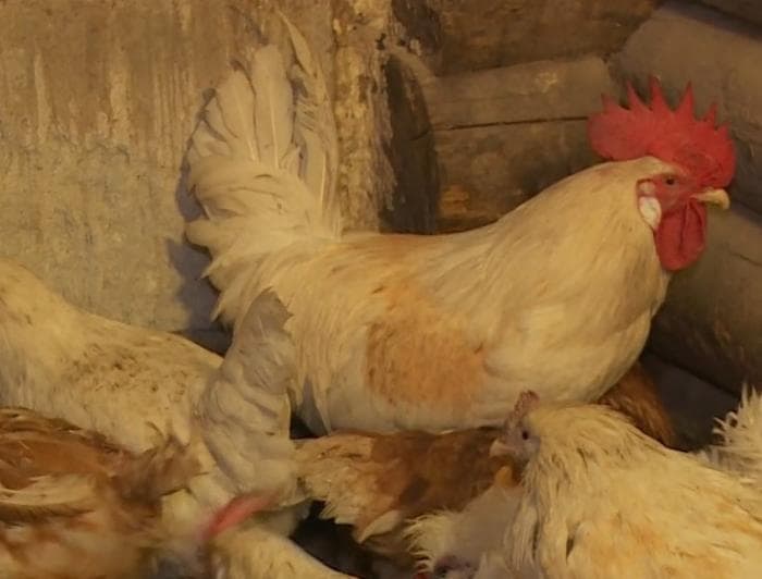 Судятся из-за куриц и уток: свердловских фермеров выживают соседи