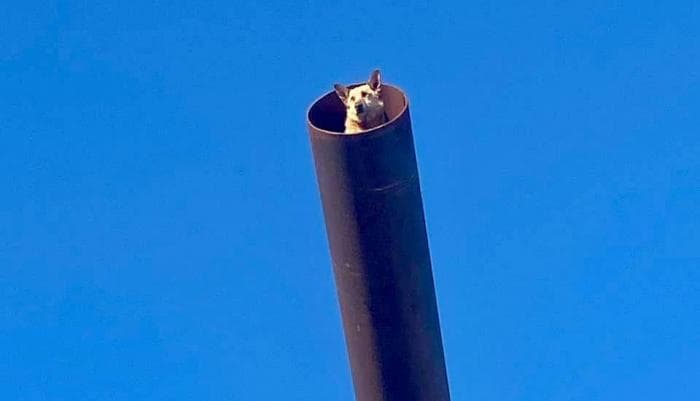 В Нижнем Новгороде спасли собаку, которая больше недели просидела на 15-метровой трубе без воды и еды. Фото