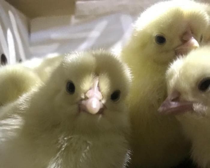 Почти 20 тысяч цыплят отправили из Кольцово в Азербайджан. Видео