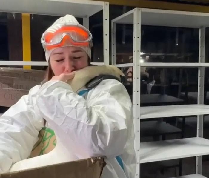 "Он выбрал меня": лебедь обнял спасшего его от мазута волонтера в Анапе. Видео 