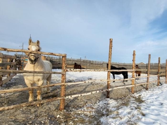 Сгоревший в Каменске-Уральском конный клуб «Золотая подкова» открылся в новом месте