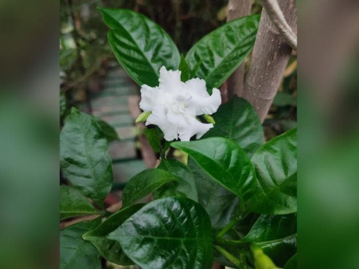 Редкий «цветок любви» расцвел в Екатеринбурге