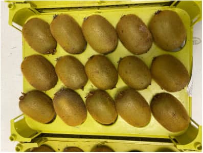 Почти 18 тонн киви доставили в Свердловскую область из Ирана 