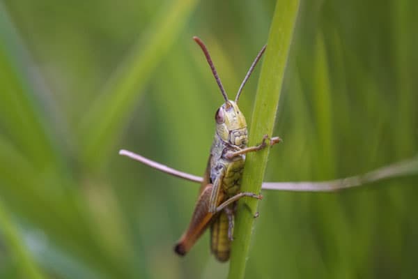 «Саранча наступает»: Минсельхоз готовится к нашествию насекомых в 21 регионе России