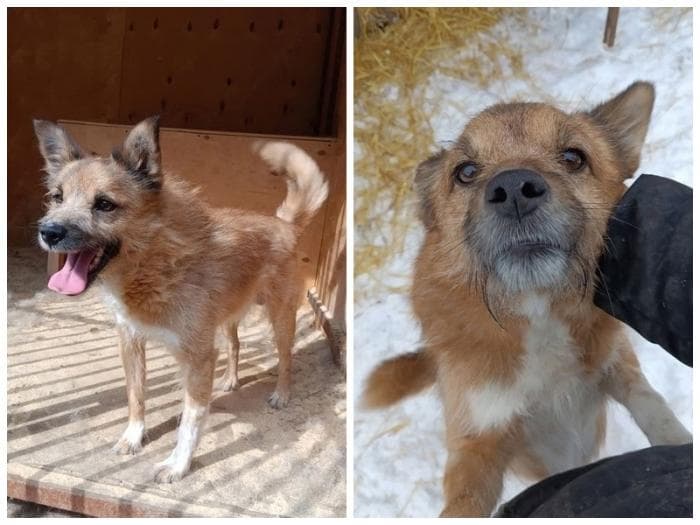 Собака-обнимака из Каменска-Уральского: история пса по кличке Дружок из приюта «Бароша»