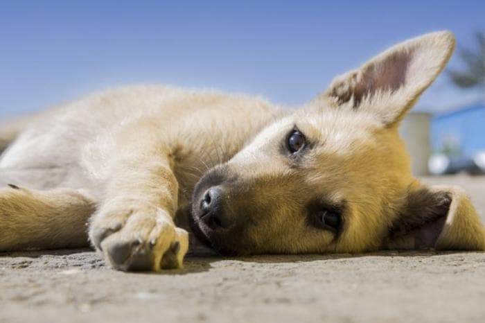 На Урале пес Беляш съел помолвочное кольцо своего хозяина