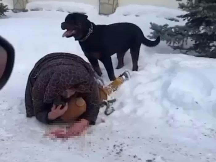 «Я истекаю кровью!»: как мама защищала сына от бешеной собаки в Екатеринбурге