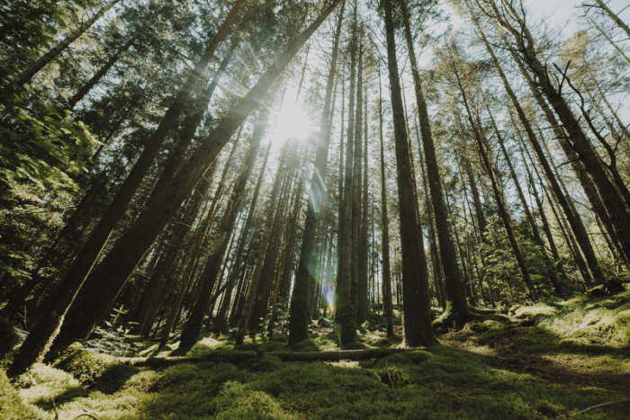 Лесозаготовитель в Свердловской области оштрафован за нарушение карантинных правил