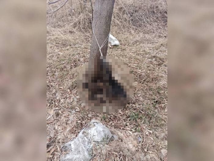 Собаку заморили голодом и бросили умирать в деревне под Каменском-Уральским