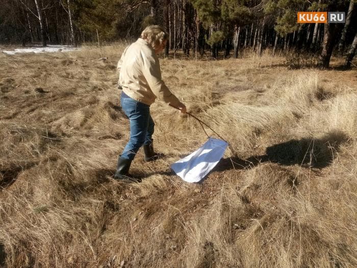 «Обрабатывать бесполезно из-за дождя»: на кладбищах Каменска-Уральского нашли 55 клещей за один день 