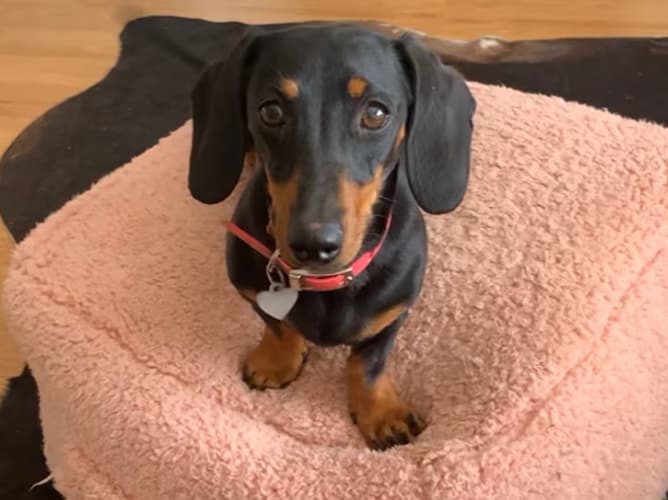 История одной собаки: австралийскую таксу Валери нашли живой после 529 дней выживания на острове