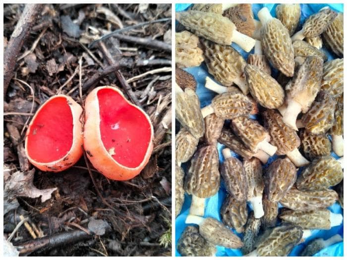 «Сморчки выросли прямо на участке — впервые за 60 лет!»: какие грибы и где собирают уральцы в мае  