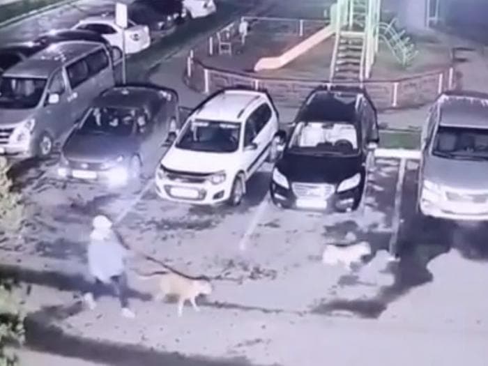 «Оба ранее судимые»: полицейские Каменска-Уральского установили владельцев бойцовских собак, напавших на местного жителя