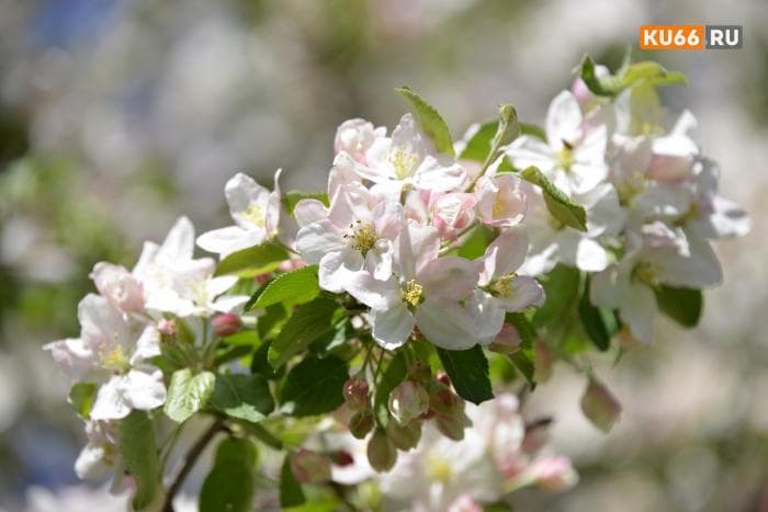 Жара до +22 градусов: синоптики назвали дату потепления в Свердловской области  