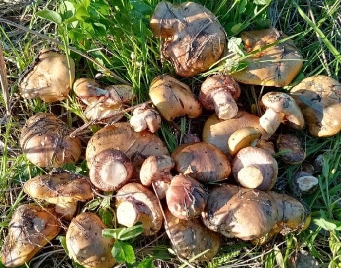 Первые маслята появились в Свердловской области: где их искать 
