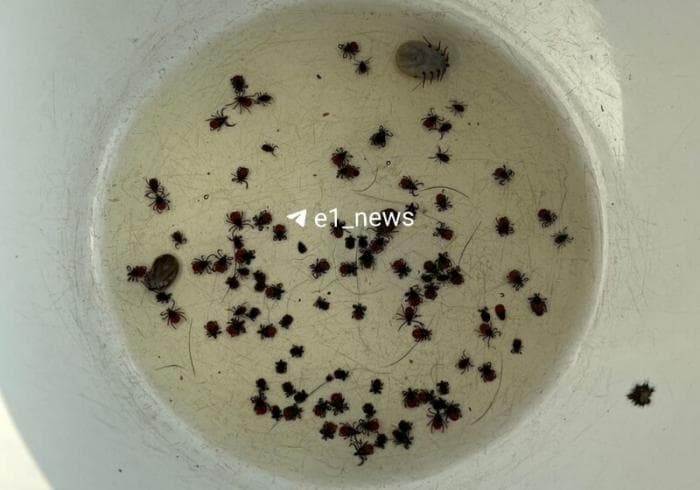 107 клещей снял свердловчанин с себя и собаки после прогулки по лесу 