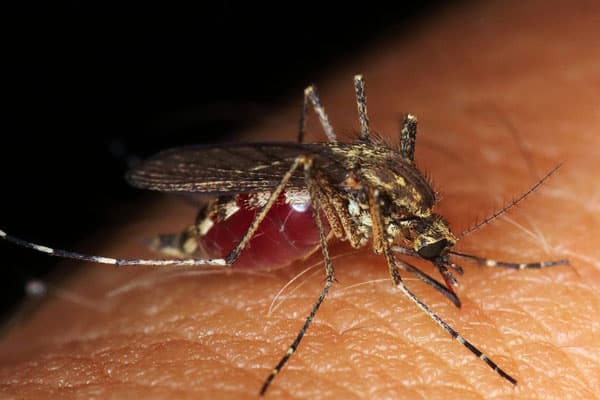 Комары атакуют Каменск-Уральский: насекомые появились раньше срока