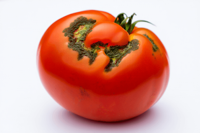 Вирус коричневой морщинистости чуть не проник в томаты свердловчан