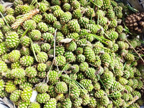 «Война за сосновые шишки»: уральцы жалуются на нехватку шишек в лесах из-за ранних сборщиков