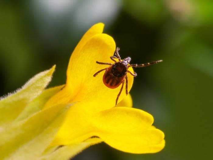 Более 113 тысяч человек вакцинировались от клещевого энцефалита: новая статистика Свердловской области