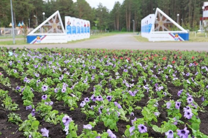 Петунии и бархатцы вновь появятся на клумбах Каменска-Уральского