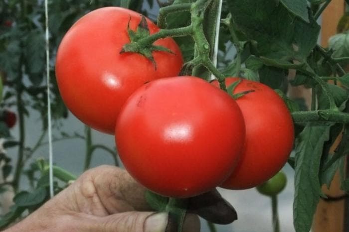 Три продукта, которые помогают бороться со стрессом: доказано наукой