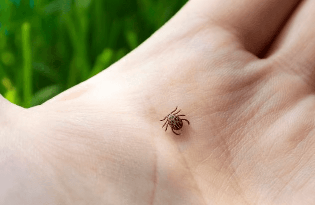 Более 300 тысяч человек: Свердловская область возглавила рейтинг регионов по числу укусов клещей в России