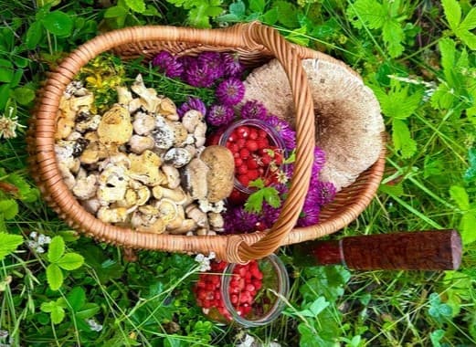 Первые лисички, тонны земляники и ни одного клеща: в уральских лесах — ажиотаж!