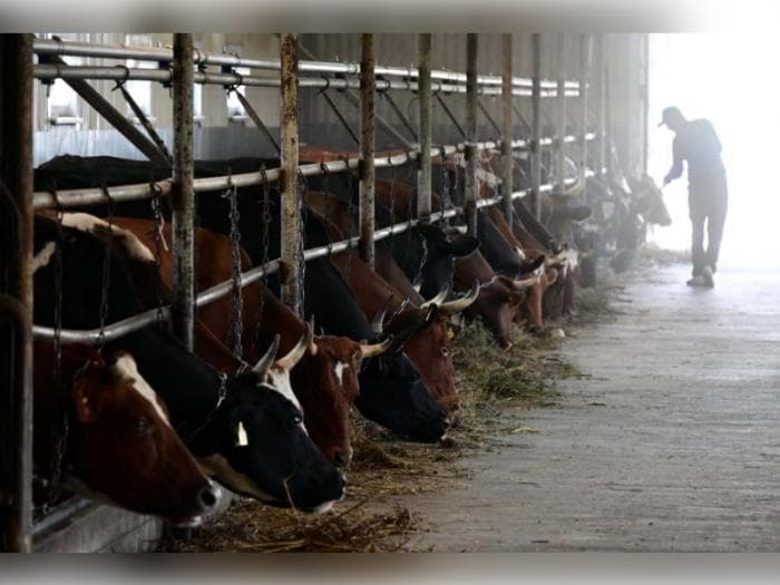 Паслер даёт деньги на фермы: кто в Свердловской области получит господдержку и куда пойдут миллионы?