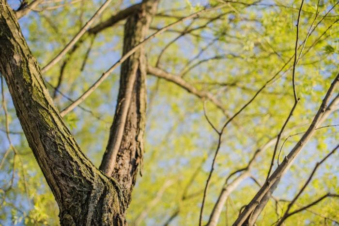 Внимание, дачники! За вырубку деревьев на участке могут наказать — до 500 тысяч рублей и даже тюрьма