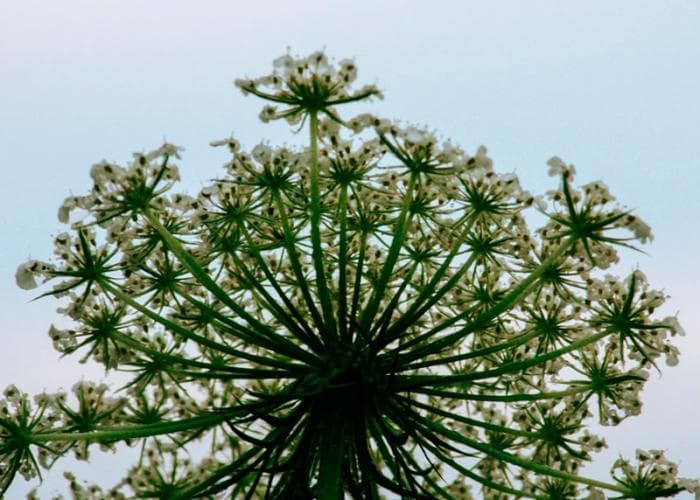 Владельцев земли обяжут бороться с борщевиком и другими опасными растениями