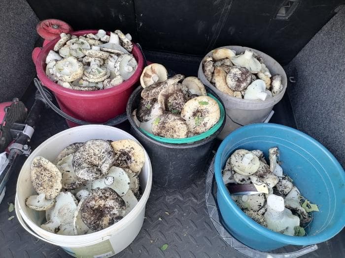 Люди носят по 8 вёдер за раз: в лесах Свердловской области массово пошли подгруздки