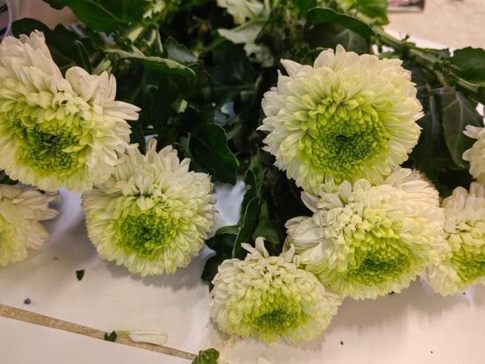 124 тысячи опасных хризантем пытались ввезти в Свердловскую область — Россельхознадзор остановил груз