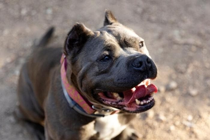 Роковой контакт: как простое прикосновение языка собаки убило 83-летнюю женщину