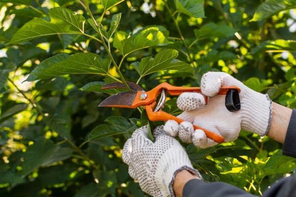 С 1 сентября дачникам в России запретят зарабатывать на своих участках