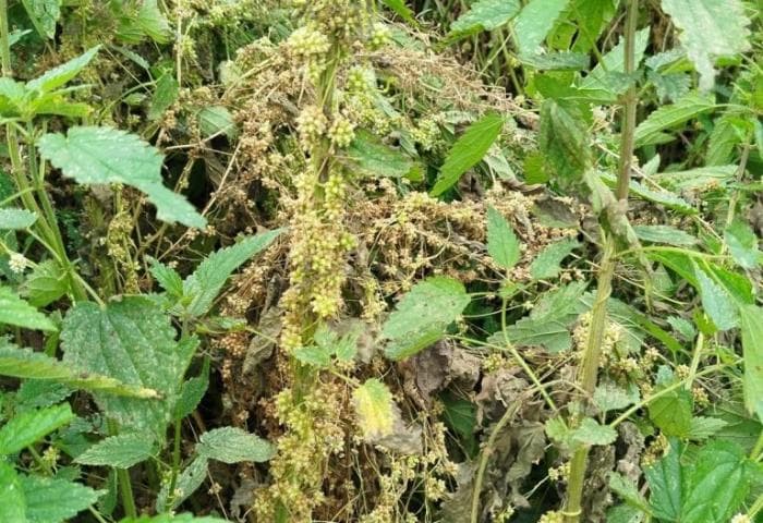 В Свердловской области Россельхознадзор обнаружил очаги опасного сорняка