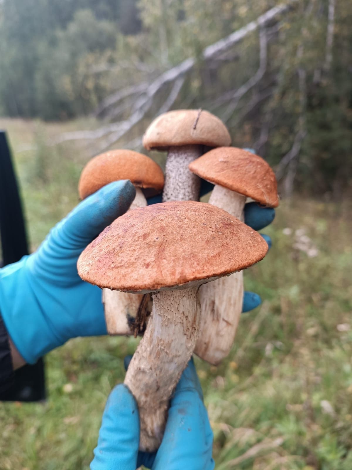 Изображение 2