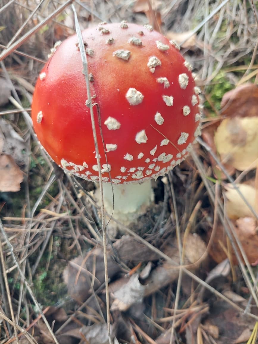 Изображение 4