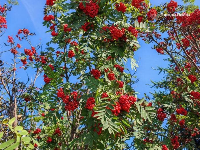 8 сентября — Наталья-Овсяница: традиции, приметы и запреты