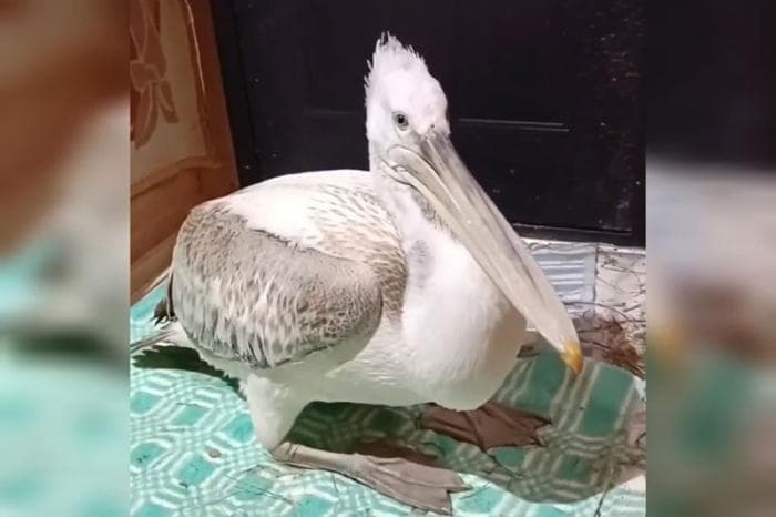 В Уральском заказнике вернули на свободу редкого кудрявого пеликана