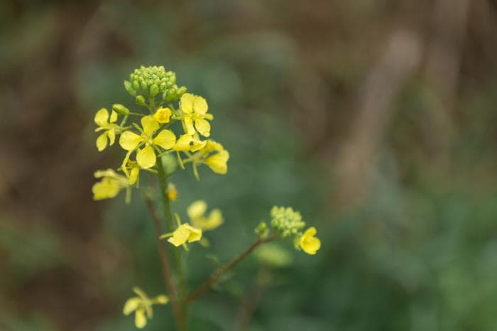 Не пересаживай растения и не ссорься: что можно и нельзя делать православным 13 сентября в Куприянов день