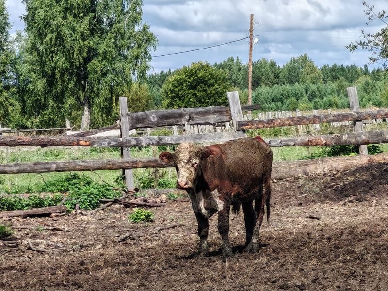 Не поил, не грел, не убирал: фермер из Свердловской области создал ужасные условия скоту и попал под штраф
