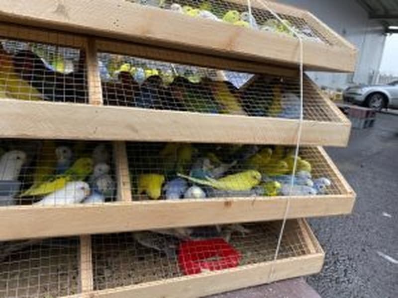 В Свердловскую область приземлился рейс с сотнями попугаев из Кыргызстана — что проверил Россельхознадзор