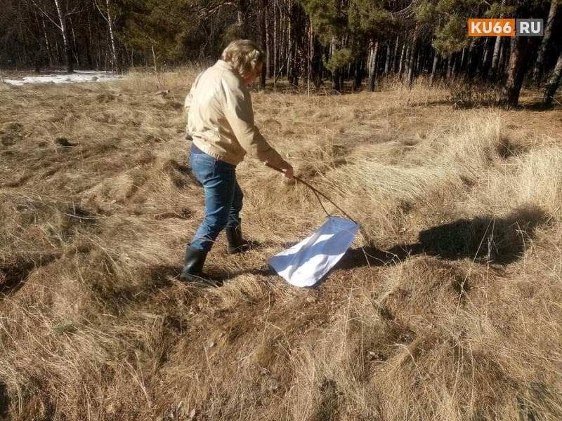 Кого кусали чаще — детей или взрослых? Итоги сезона клещей в Свердловской области