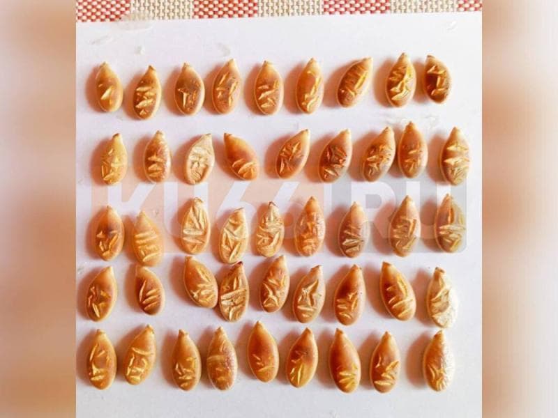 «На семечках — иероглифы»: в Каменске-Уральском семья вырастила необычную тыкву