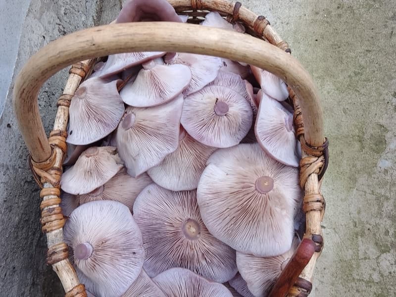 Редкий фиолетовый гриб заполнил леса Свердловской области — грибники спорят, можно ли его есть