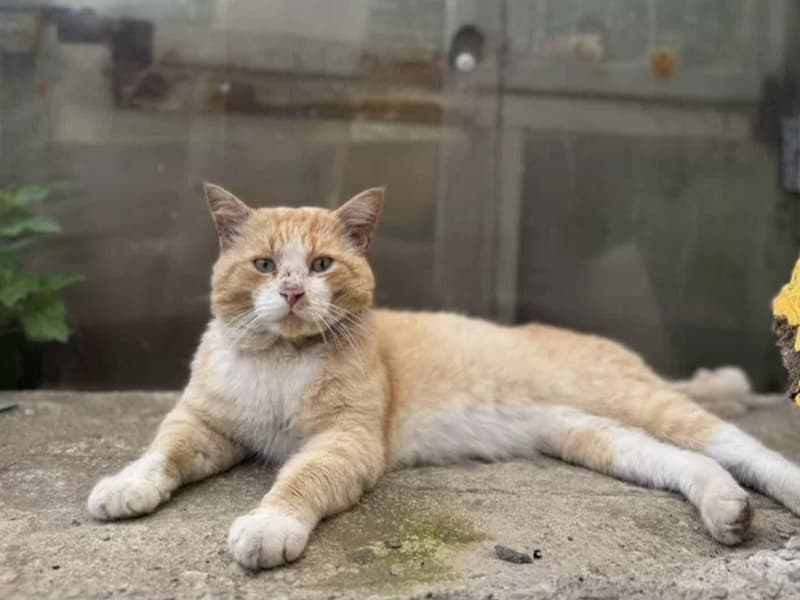 В Свердловской области продают бездомного кота Барсю за 700 тысяч 