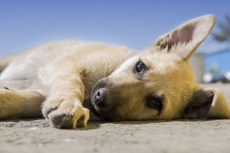 Житель Екатеринбурга замотал пасть собаки скотчем — соседи едва успели спасти