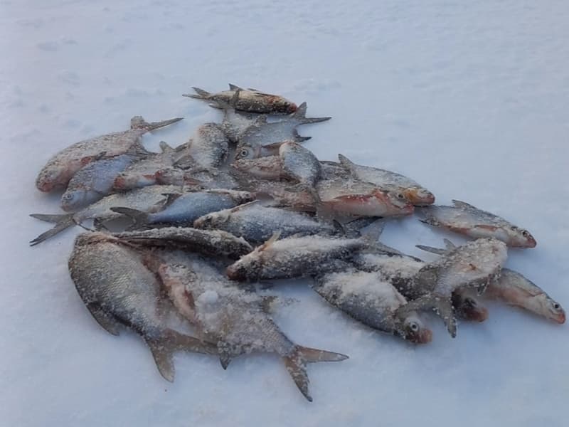 Где клюёт в Свердловской области: рыбаки рассказали о первом зимнем льде и больших уловах